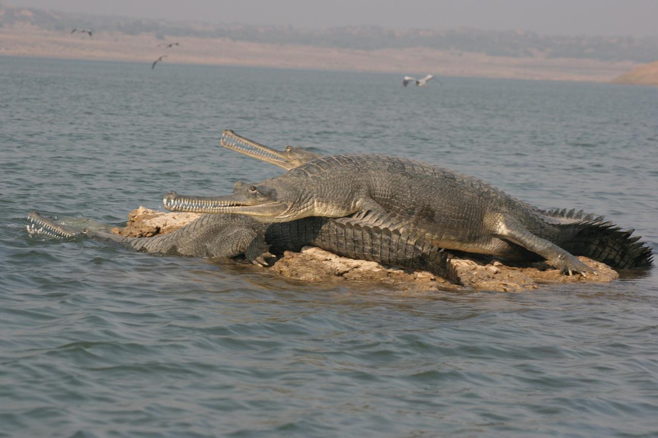 Mela Kothi - The Chambal Safari Lodge Bāh Kültér fotó