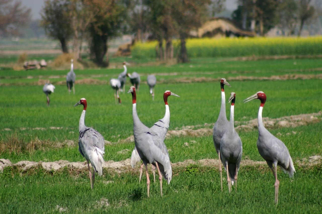 Mela Kothi - The Chambal Safari Lodge Bāh Kültér fotó