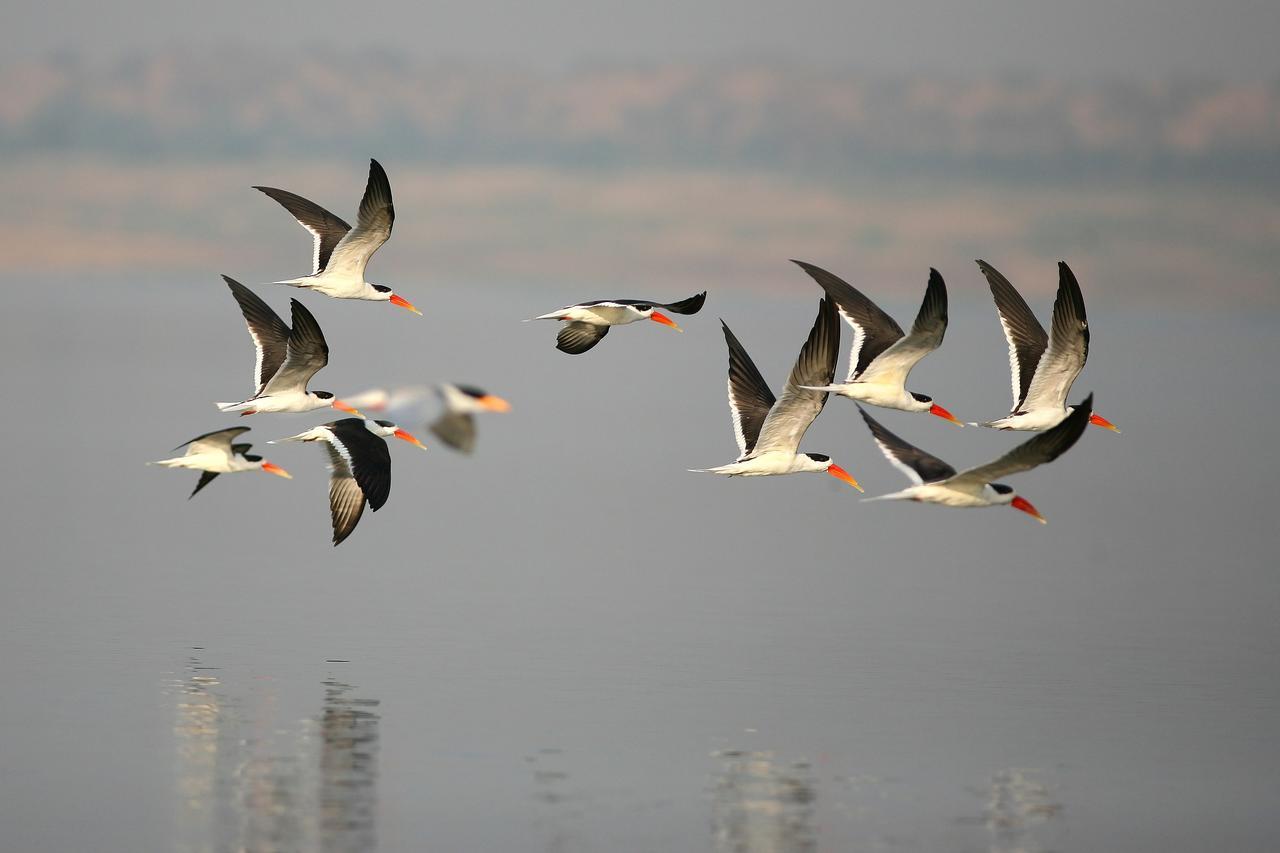 Mela Kothi - The Chambal Safari Lodge Bāh Kültér fotó